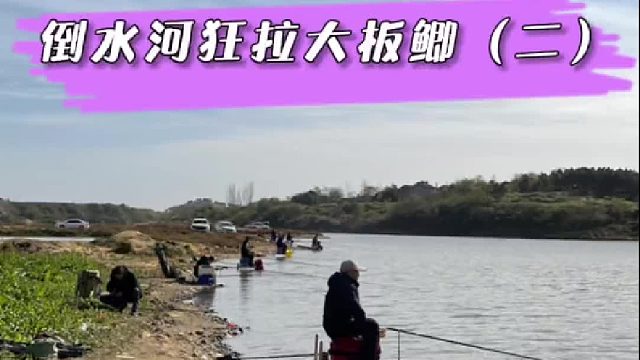 倒水河“野钓争霸赛”，今天狂拉大板鲫，偶遇钓友鱼竿被拖走，大家齐心来帮忙。