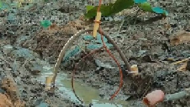 这个机关能捉到鳄鱼吗