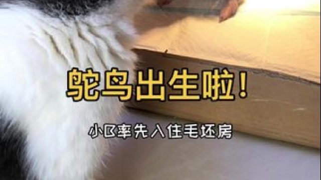 记录小鸵鸟破壳出生的全过程