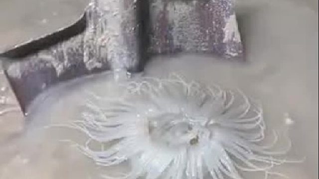 户外赶海抓海鲜