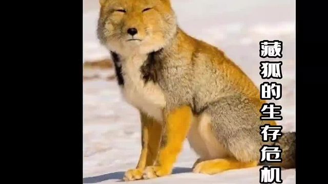 因为生存很难，所以有了母亲