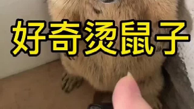 拆拆喜欢用沙子掩盖它的大小便。