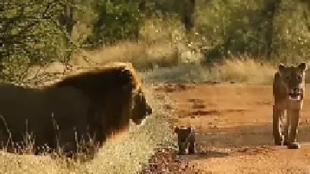 狮妈妈带着孩子们和雄狮汇合
