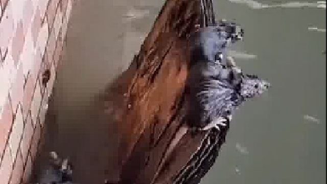 这些是什么老鼠，眼睛这么大