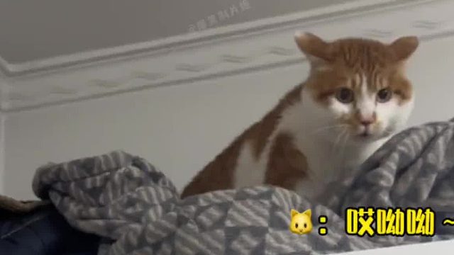 盘点被女主人教训的猫，它们好像不是很服气