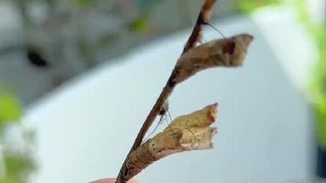 我不会把还活着的蝴蝶做成标本，望周知