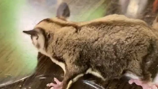 萌宠 快到了小蜜最容易胖的时候啦，养成小猪吧