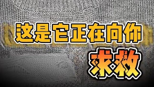 这是它正在向你求救