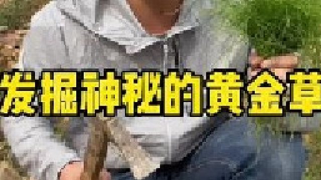 今天咱们发现了一片黄金草，据说它喜欢生长在含金量比较高的土壤之中。你的家乡有问荆草吗？