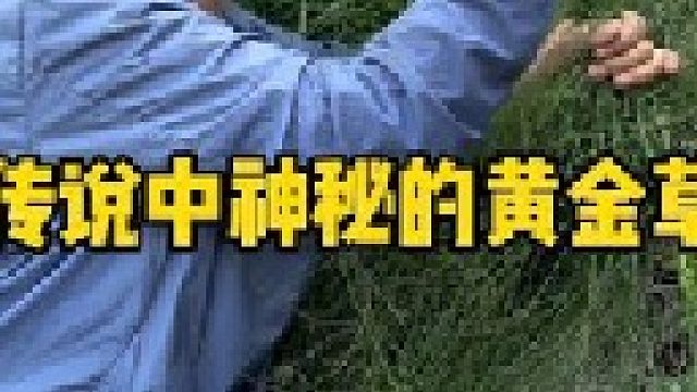今天咱们发现了一片问荆草，据说它喜欢生长在含金量比较高的土壤之中，你的家乡有问荆草吗？