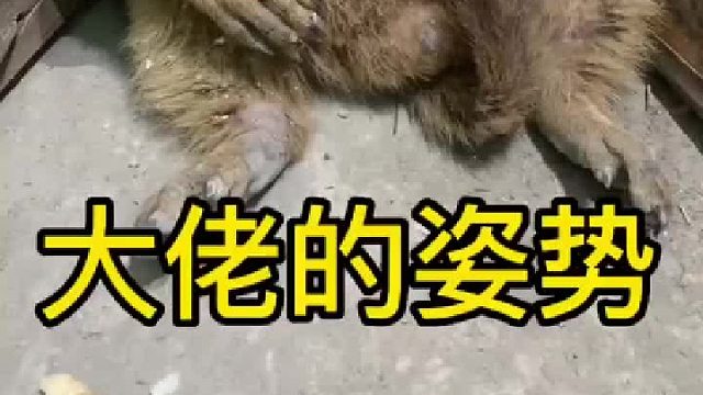 拆拆越来越有范了。