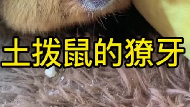 差点把我的手指当旺旺雪饼啃了。