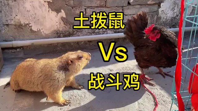 之前欺负狗子，现在被鸡给拿捏了。