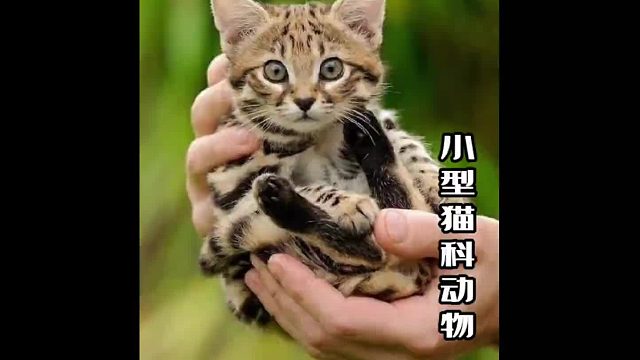 小型猫科动物有它们，每只都是捕猎好手