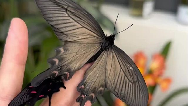 太多网友好奇我的蝴蝶蛹是哪来的了！今天实操教学一下