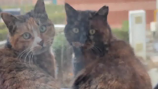 猫咪界有自己的卧龙凤雏