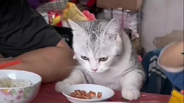 坦白局，其实我是人