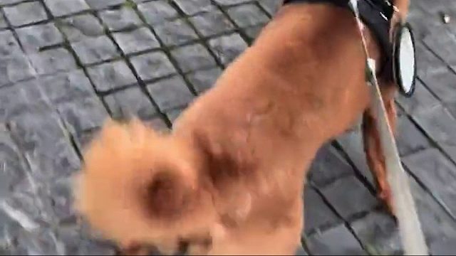 第一次带出去社交