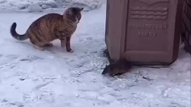 老鼠一头撞晕之后，开始攻击猫