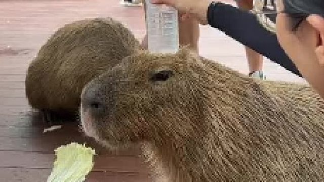 影响豚豚吃饭了 不让叠了