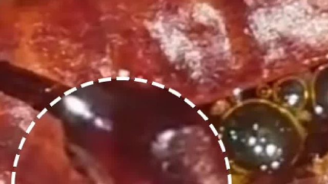 火锅里发现移动异物，仔细一看竟是幼虫在辣椒上爬。