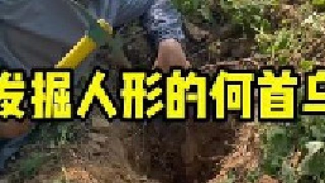 今天真的是太幸运了，咱们在这荒郊野岭之中发现了一大片何首乌，大家看，它像不像人形呢？