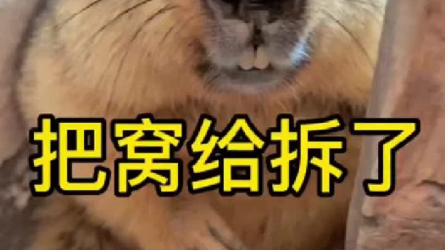 被鸡欺负了之后回来就把自己家给拆了