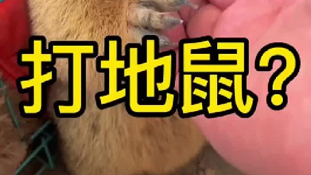 我这养了个啥玩意，打地鼠？