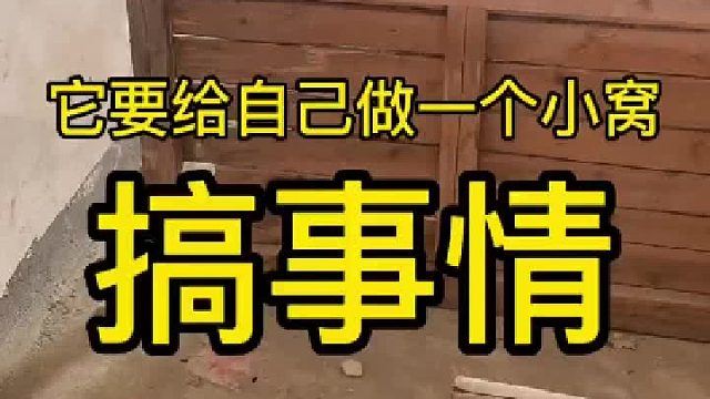 把我给它的窝拆了，再自己重新做个窝？