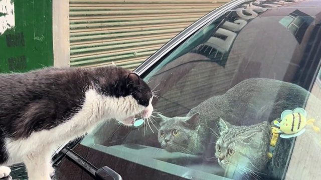 奶牛猫隔着挡风玻璃疯狂辱骂两只猫，哈哈哈哈哈它好生气啊