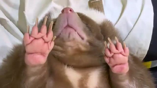 带臭鼬“大咖”来它博会！臭鼬全程躺平……