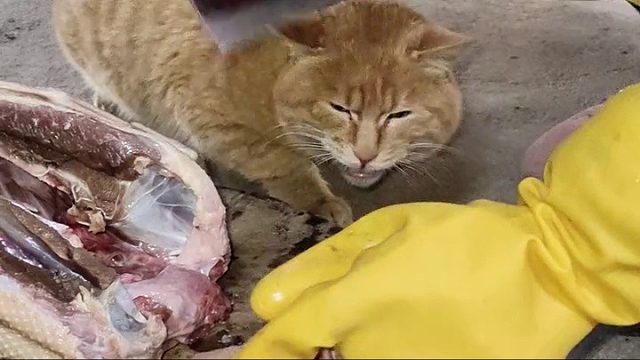 怎么能欺负一只小猫咪啊