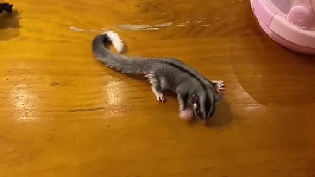 蜜袋鼯剪指甲 这次看会了吗呜呜