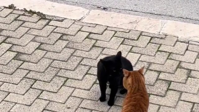 两只猫咪吵架人类从后面捣乱，橘猫：不要以为你黑我就看不到是你骂的我！