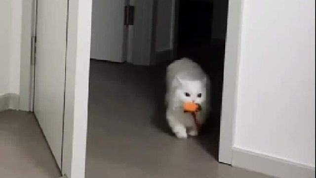 猫咪叼着玩具字正腔圆喊主人陪自己玩，可真是个小聪明蛋