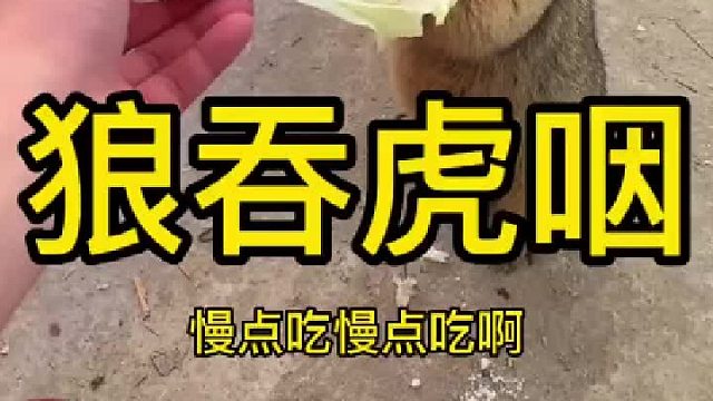 再次来到拆拆土拨鼠的饭点时间。