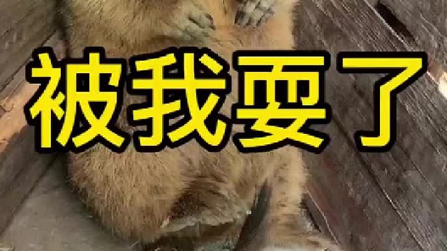 今天是耍鼠的一天。