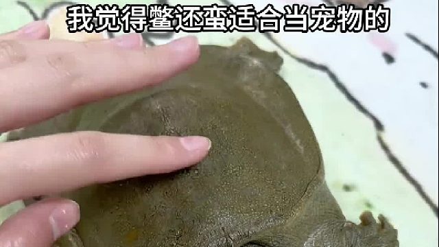 快看看我那去年钻进吸水树脂里冬眠的鳖还活着吗？