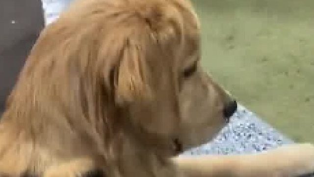 当金毛第一次见到鱼时