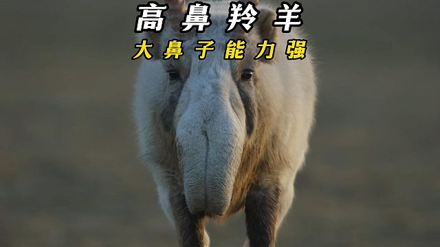 鼻子越大责任越大的高鼻羚羊