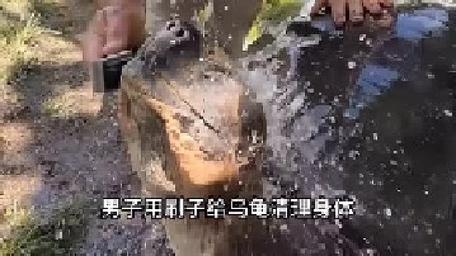 好心人帮乌龟洗澡