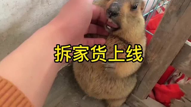 手指放进拆家伙嘴里给它刷牙舌头一顿舔。