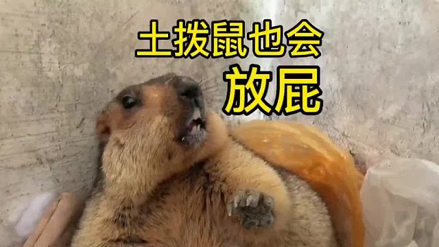 十足的吃货，边吃还边放屁，被音乐声盖住了，仔细听还是能听到的。