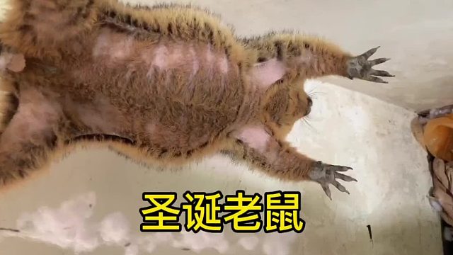 拆拆把抱枕拆了做窝。