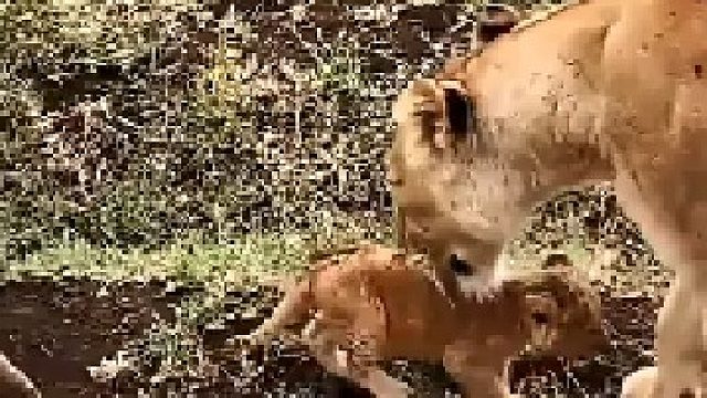 又是母狮带娃的一天，快乐就完事了。