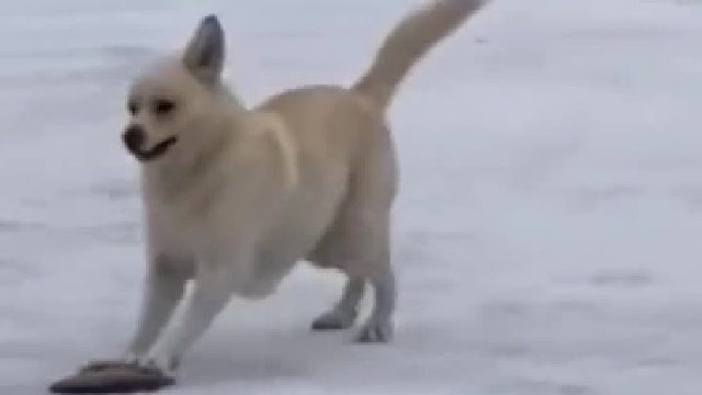 好想体会下狗子的快乐