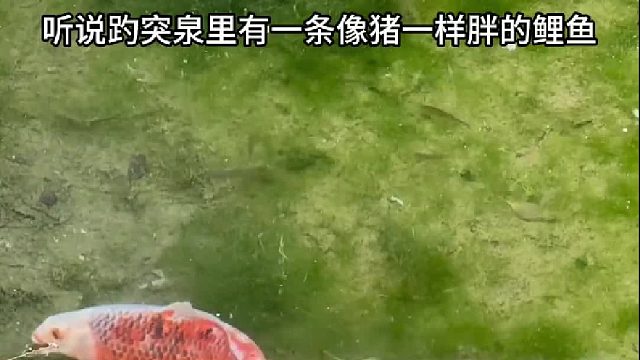 当小学课本里的《趵突泉》在眼前具象化……