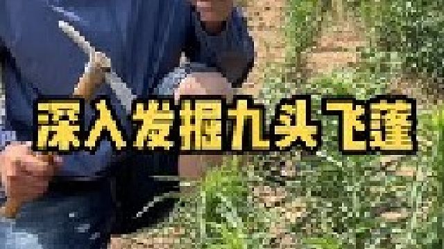 九个头的飞蓬草大家有见过的吗，小时候用它来喂猪，至今记忆犹新。你那里有吗？大家管它叫什么？