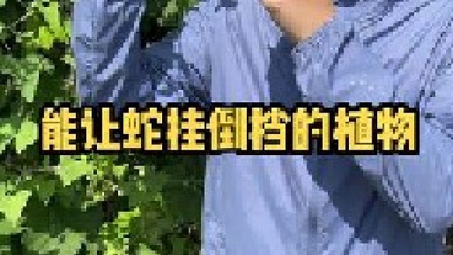 据说蛇遇见了它都要马上挂倒挡往后退回去，它就是杠板归，大家叫它什么名字？