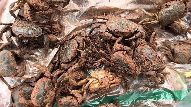 挖机清理稻田沟，憨憨田里抓螃蟹。开心很简单，田里抓螃蟹玩一天